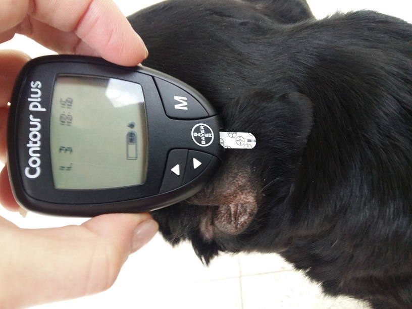 Cukrovka u psa